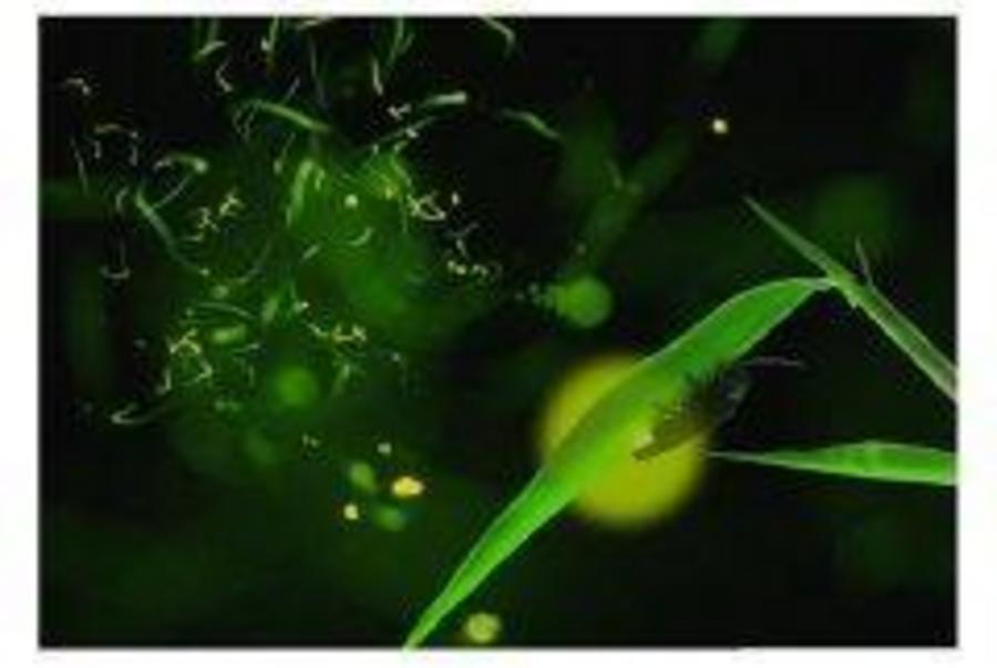 Firefly