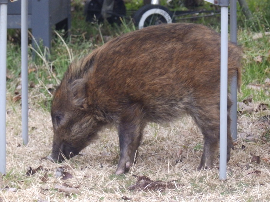 モヒカンのイノシシ続編