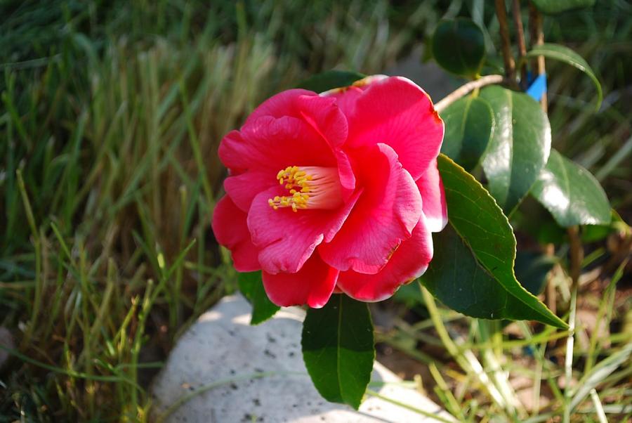 椿か山茶花か、わからないが