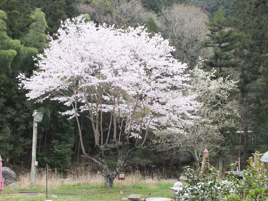 ¤¦¤Ðºù